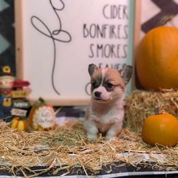 Pembroke Welsh Corgi Puppies from Rose Water Corgis