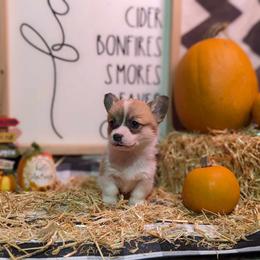 Pembroke Welsh Corgi Puppies from Rose Water Corgis