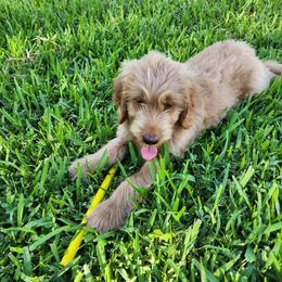 Goldendoodle Puppies from Costa's Curly Canines