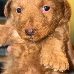 Girl 1 - Apricot female Goldendoodle puppy in Holly, Colorado from Vida’s Loving Doodles
