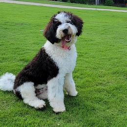 Bernedoodles and Goldendoodles from Elite Goldendoodles and Bernedoodles
