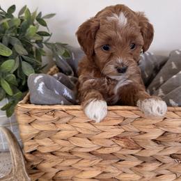 Girl 3 - female Goldendoodle puppy in Lehi, Utah from Riley's Red Doodles