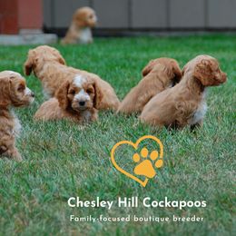 Cockapoo Puppies from Chesley Hill Cockapoos