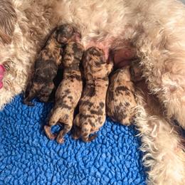 Cashew - Merle female Goldendoodle puppy in New Harmony, Indiana from Cottonwood Farms