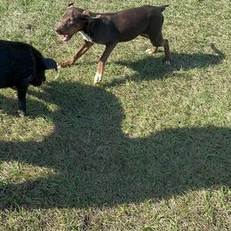 Catahoula Leopard Dog All Grown Up from 7Sins catahoulas