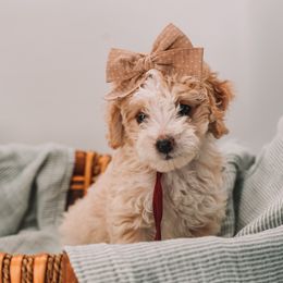 Maroon Girl - Yellow and white female Bernedoodle puppy in Mckinney, Texas from Doodles of North Tx