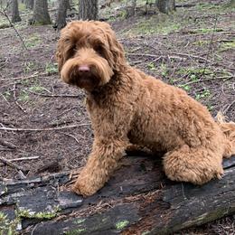 Zeke - Australian Labradoodle