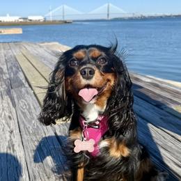 Milly - Cavalier King Charles Spaniel