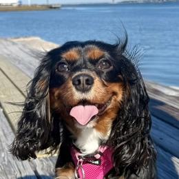 Milly - Cavalier King Charles Spaniel