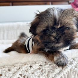 Shih Tzu Puppies from Purse Pup Shih Tzus