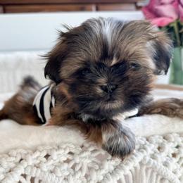 Shih Tzu Puppies from Purse Pup Shih Tzus