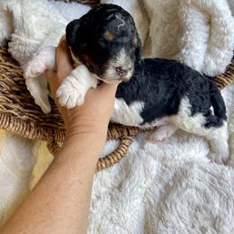 Maui - Tri-color male Bernedoodle puppy in Superior, Arizona from Mountain Bridge Doodles