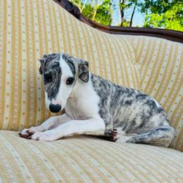 Alejandro - White and fawn brindle male Whippet puppy in Kingston, Tennessee from Smithfield Park