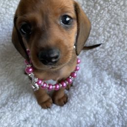 Dachshund Puppies from Bella’s Puppies