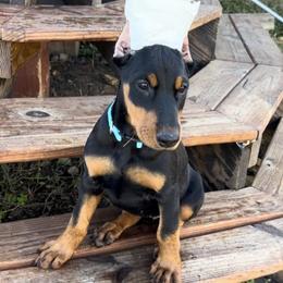 Girl 1 - Black and rust female Doberman Pinscher puppy in Centralia, Missouri from TopSpots Farm