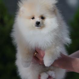 Teddy - Cream male Pomeranian puppy in Denver, Colorado from Diana's Pomeranians