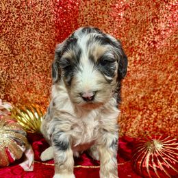 Marley - Blue merle female Aussiedoodle puppy in Marshall, Arkansas from Buffalo River Puppies