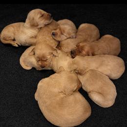 Lava Boy 2 - Dark golden male Golden Retriever puppy in Fort Morgan, Colorado from Golden Girls Kennels, LLC