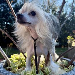 Darla - Sable female Chinese Crested puppy in Lutz, Florida from Halcyon Chinese Cresteds