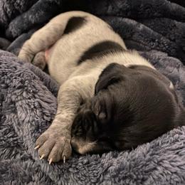 Hobo - Black and white male German Shorthaired Pointer puppy in Hot Springs, Virginia from Thunder Mountain Gun Dogs