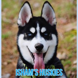 Siberian Huskies from Isham's Huskies