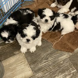 Shih Tzu Puppies from Sweet on Tzu