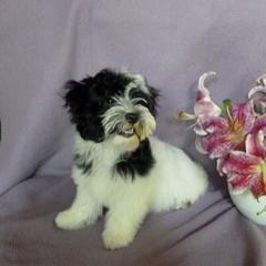 Havana Silk Dog Puppies from BellaLuz Havana Silk Dogs