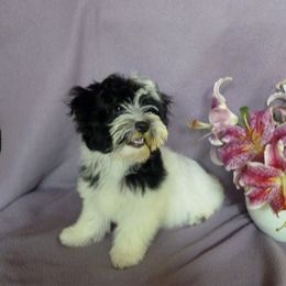 Havana Silk Dog Puppies from BellaLuz Havana Silk Dogs