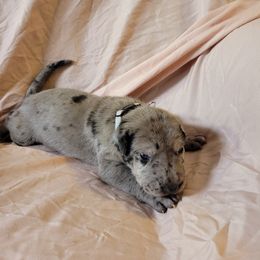 Cane Corso and Great Dane Puppies from RC RANCH GREAT DANES