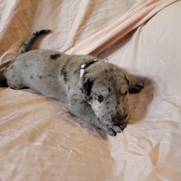 Cane Corso and Great Dane Puppies from RC RANCH GREAT DANES