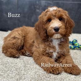 Buzz - Apricot male Goldendoodle puppy in Milford, Indiana from Railway Acres Kennel