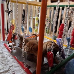 Chinese Shar-Pei All Grown Up from CarPeiDiem Chinese Shar-Pei