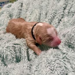 Zero - Red male Bernedoodle puppy in Springville, Utah from Oodles of Bernedoodles