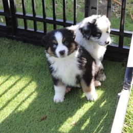 Australian Shepherd Puppies from Storm and Sage Australian Shepherds