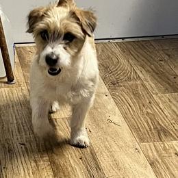 Annie - Russell Terrier