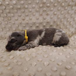 Puppy 6 - Blue and tan male Dachshund puppy in Krum, Texas from Dots N Spots Dachshunds