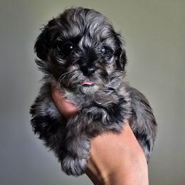 Gumbeaux - Merle male Schnoodle puppy in Grove, Oklahoma from Grand Lake Poodles & Doodles