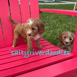 Goldendoodle Puppies from Salty River Doodles