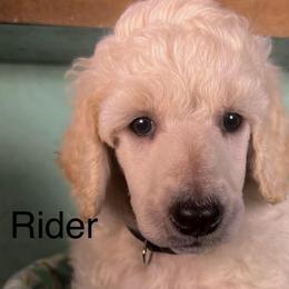 Rider - Cream male Poodle puppy in Greenville, North Carolina from Grace Poodles