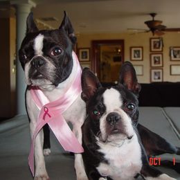 Boston Terrier Puppies from Achates Bostons