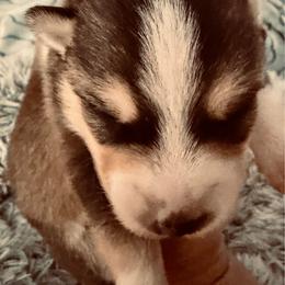 Raj - Wolf sable male Pomsky puppy in Cumberland County, Pennsylvania from M&L Pomskies