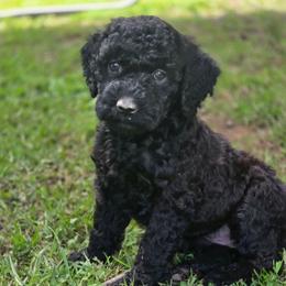 Cleopatra - Black female Labradoodle puppy in Clinton, Ohio from P&L Doodles
