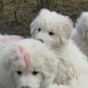 Maremma Sheepdogs from Stoneybrook Working Dogs