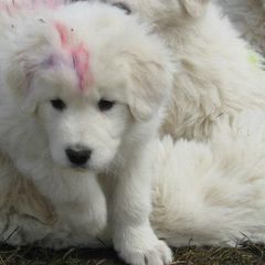 Maremma Sheepdogs from Stoneybrook Working Dogs