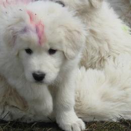 Maremma Sheepdogs from Stoneybrook Working Dogs