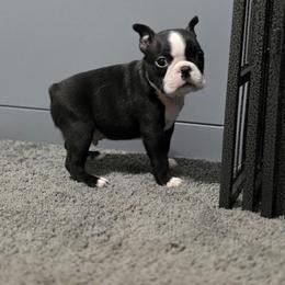 Bow - Black brindle and white male Boston Terrier puppy in Billings, Missouri from Azaleas Euro Boxers & Boston Terriers