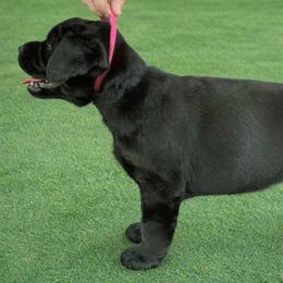 Labrador Retriever Puppies from McCracker Pond Labradors