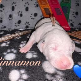 Cinnamon - White and black male Dalmatian puppy in Des Moines, Iowa from Spot Splattered Dalmatians