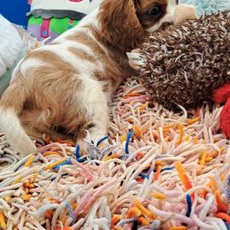 Poppy - Blenheim female Cavalier King Charles Spaniel puppy in Longview, Texas from Casanova Cavalier King Charles Spaniels