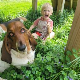 Luna - Basset Hound